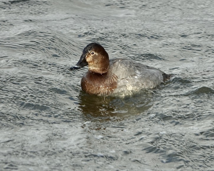 pochard